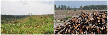 Rencana Tata Ruang Wilayah dan Distribusi Manfaat Sumberdaya Hutan 